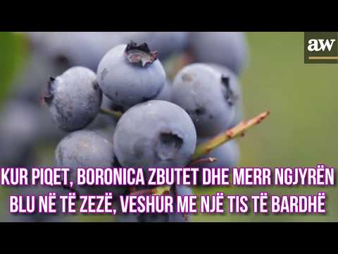 SI TË RRISNI VETË BORONICA NË SHTËPI