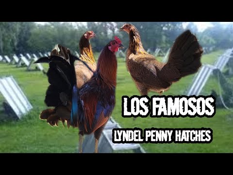 LOS FAMOSOS PENNY HATCHES DE LYNDEL