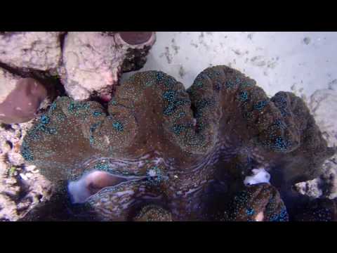 Opal Reef Snorkeling - Outer Barrier Reef Port Douglas, Australia
