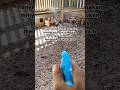 Menjaga Kesehatan Ayam Dengan Minyak Urut Gpu Chickenfarming