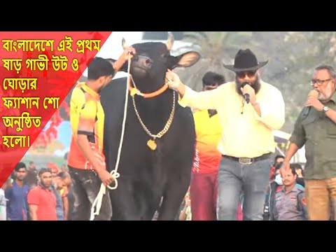 শাইখ সিরাজ স্যার আর ইমরান ভাইর পরিচালনায় গরুর ফ্যাশান শো | Cows fashion show | Bayezid Moral