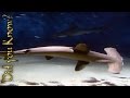 Sharks - Endangered Animals of the Ocean