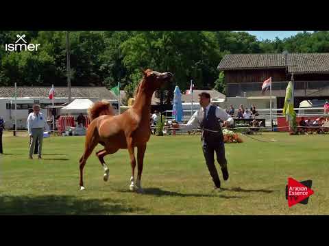 N.114 AJ RADMAN - Strohen 2018 B Int