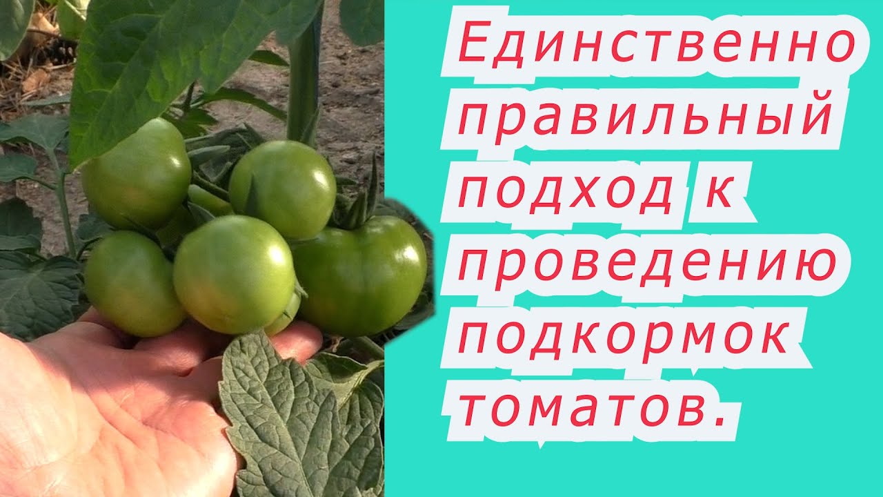 Подкормка томатов- как я определяю чем и когда нужно подкормить томаты.