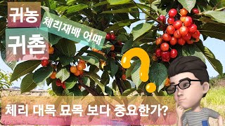 체리재배 성공의길(귀농.귀촌)  체리 대목을 잘 알고 심어야~~  매우 중요 합니다.