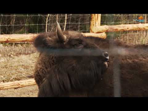 Nowe stado żubrów w Puszczy Augustowskiej Nowe stado żubrów w Puszczy Augustowskiej