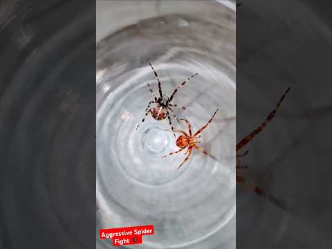 Aggressive Spider Fight 🕷 #orbweaver #spiderfighting #spider #spiders #gagambafight #gagamba #fight