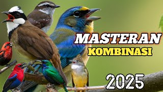 Download lagu MASTERAN TEMBAKAN RAPAT DAN KASAR UNTUK MURAI BATU GAMPANG MASUK || terbaru 2025 mp3