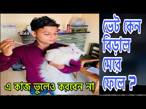 Fraud Vet | Persian Cat Treatment | Why Cats die suddenly | Cat Wrong Treatment | Cat-owners pick