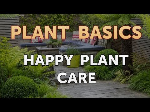 How to Dry an Overwatered Plant