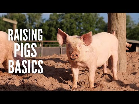 Ošípaná domáca (Sus domesticus) — chov, ustajnenie a úžitkovosť