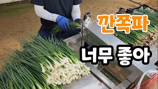 쪽파 딸피기로 깐쪽파 너무 좋아 저렴하게