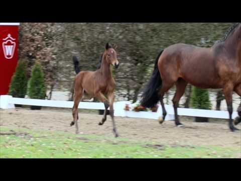 68 Sansibar SF v. Sir Heinrich - Fielmann