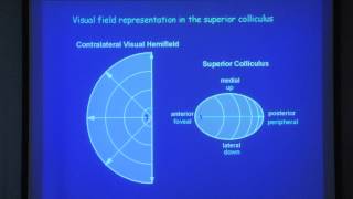 10. The neural control of visually guided eye movements 1