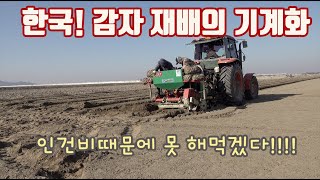 노지 감자 재배 인건비 문제로 정식하는 방법도 변화고 있습니다! 미국인가? 한국도 기계화 농법의 시작