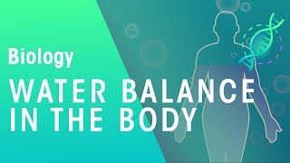 Water balance in the body | Physiology | Biology | FuseSchool