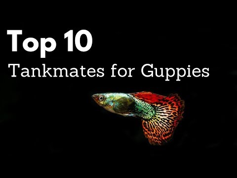YouTube video about: Are guppies schooling fish?