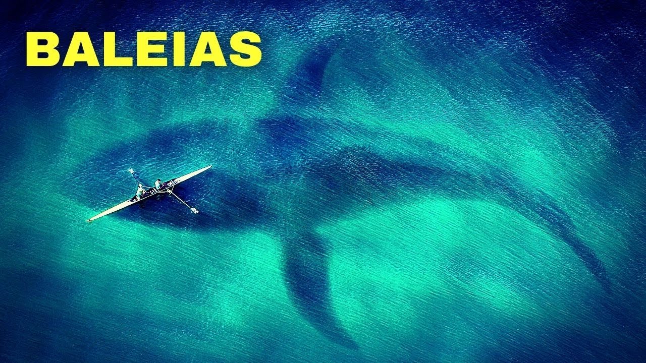 1 Hora do Canto Das Baleias (Dormir Bem e Relaxar ao Som das Baleias no Fundo do Mar)