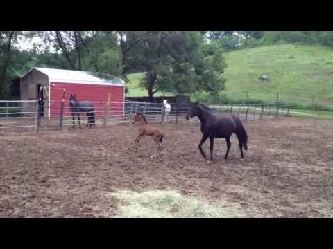 Encantador ESF performs Double Capriole