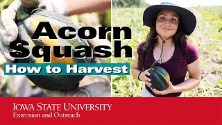 How to Harvest Acorn Squash | Tips