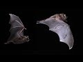 Bats - Mind blowing flying Capabilities in slow motion