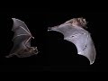 Bats Mind Blowing Flying Capabilities In Slow Motion