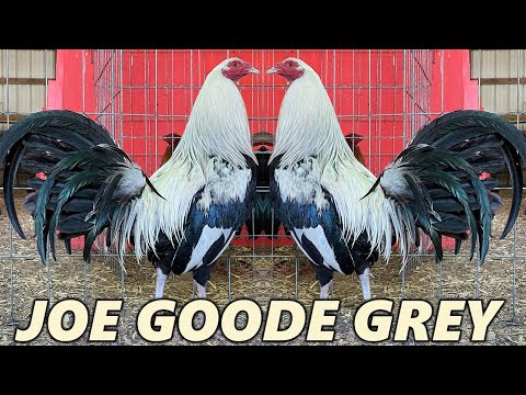 Col Givens Joe Goode Grey Red Newark Farm