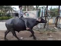 Jignesh Kaviraj Hath Ma Chhe Whisky VIDEO Bewafa Sanam Funny Edition