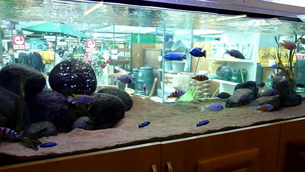 How Much Does It Cost To Run A Fish Tank Aquarium Tropical Fish Site