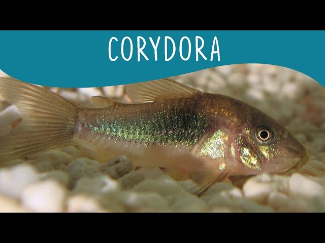 Corydora - Minha Fauna