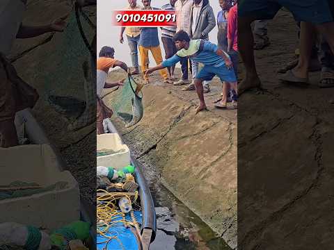 🤯 వామ్మో 5KGs గోదావరి పoడుగప్ప  చేప వేలం పాట #reels #viral #video #shorts #shortsfeed #fishing #fun