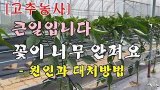 [고추농사]큰일입니다 꽃이 너무 안펴요-원인과 대처방법