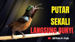 Download lagu Masteran dan Pancingan Konin Gacor Isian ! Suara Konin Untuk Menaikkan Emosi dan Bongkar Isian ! mp3 Download lagu Masteran dan Pancingan Konin Gacor Isian ! Suara Konin Untuk Menaikkan Emosi dan Bongkar Isian ! mp3