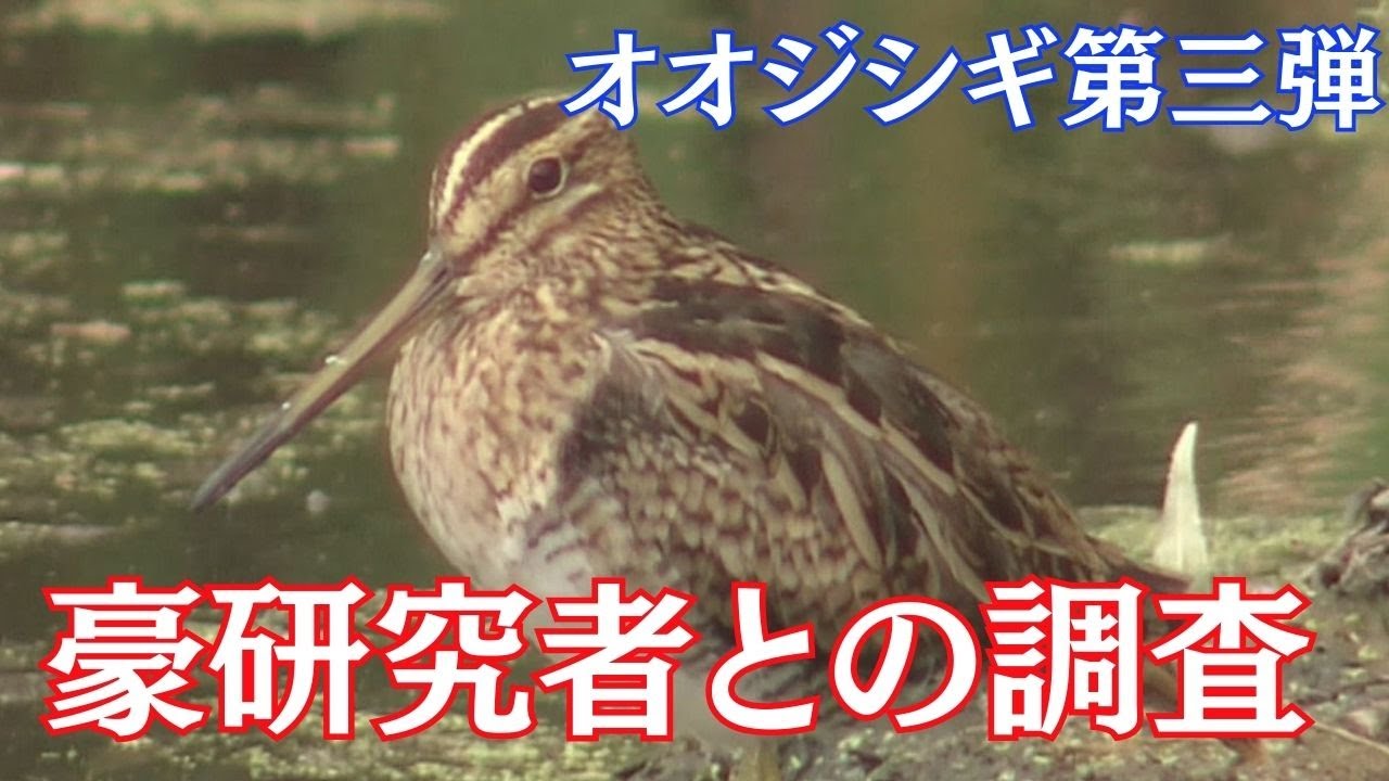 世界初！オオジシギ　渡りルートの謎 第3弾！オーストラリア調査に密着