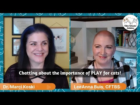 Learn about the importance of interactive PLAY for cats with Dr. Marci Koski and LeeAnna Buis