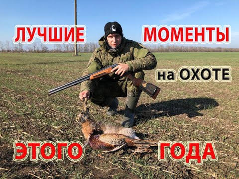 Лучшие моменты на охоте этого года. Охота на зайца. Охота на фазана
