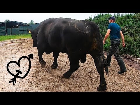 this HUGE BULL has a LOVE HEART TATTOO!! - how to trim bulls feetThe Hoof GP