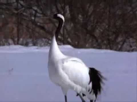 kata  Hakkaku karate Shito Ryu