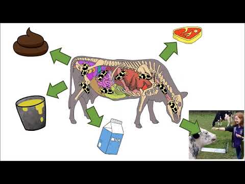 Salmonella Dublin - Its Interesting | Musical Three Minute Thesis 2021