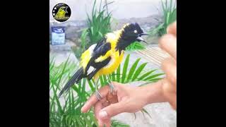 Download lagu Nyanyian Burung Kacer Thailand Jos Gandosss mp3