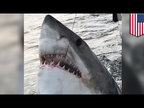 Nelayan berhasil memancing ikan hiu raksasa - Tomonews