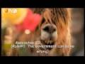 The Song of Grass-Mud Horse (English Subtitles ...