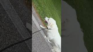 Video preview image #1 Great Pyrenees Puppy For Sale in Spring, TX, USA
