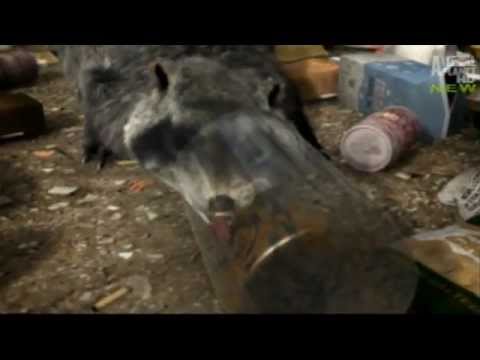 3D MISC Animal Animations