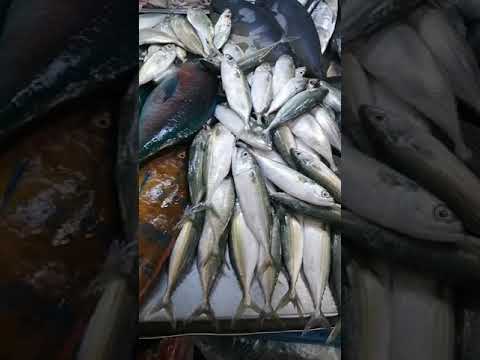 Fresh Fish #shorts 🐟