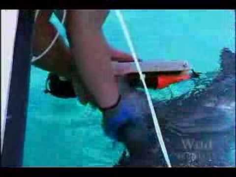 Imagen de previsualización de YouTube