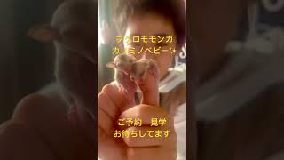 フクロモモンガカリミノが脱嚢しました❤️#癒し #エキゾチックアニマル #フクロモモンガ #カリミノ
