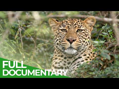 Wild Cats of Kenya: Predators of the Savannah | Free Documentary Nature
