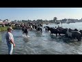 100th annual Chincoteague pony swim