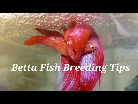 fighter (Betta) fish Breeding tips Malayalam .